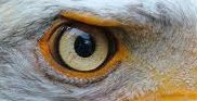 EAGLE EAGLE